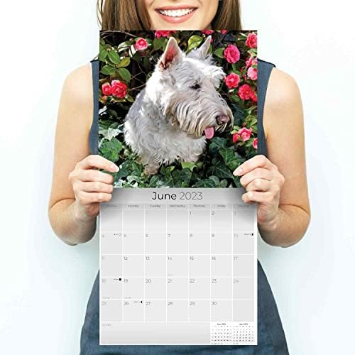 2022 2023 Calendário escocês Terrier - Calendário mensal de parede de raça de cães - 12 x 24 Open - Papel sem vergonha